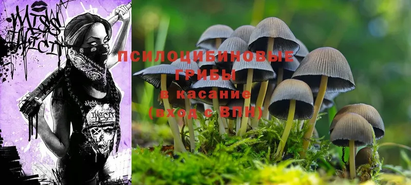 Галлюциногенные грибы Psilocybe  Шагонар 